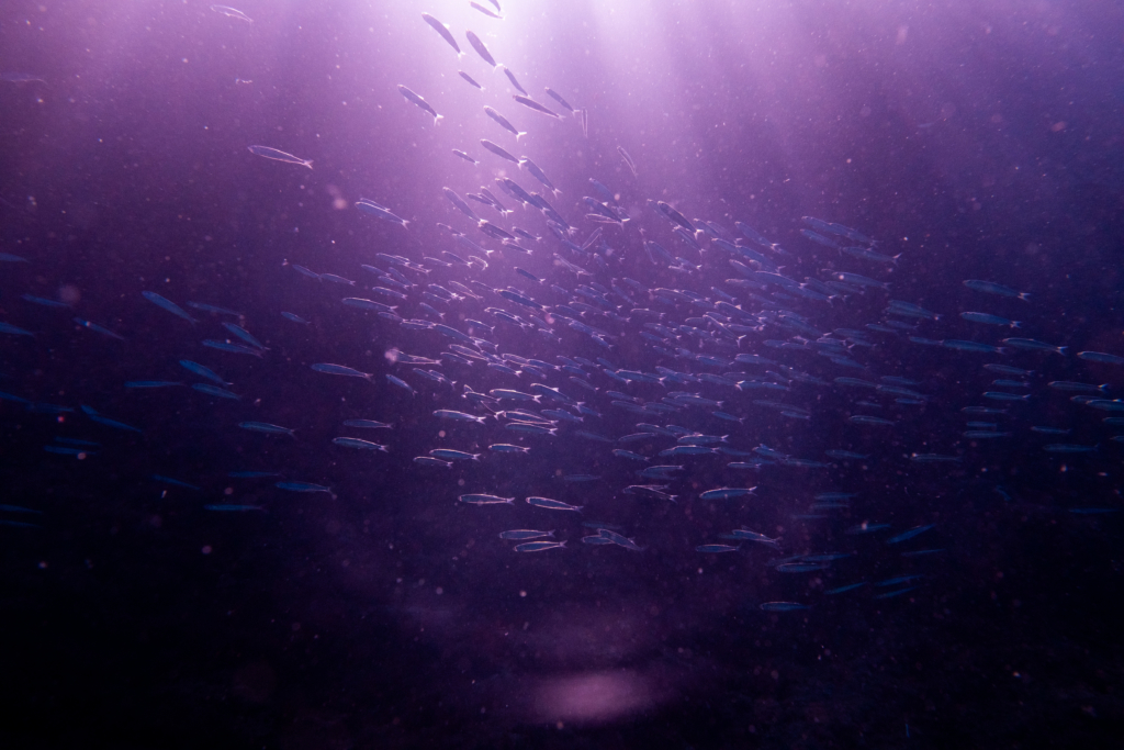 MEDITERRANEAN-SEA-MALTA-UNDERWATER